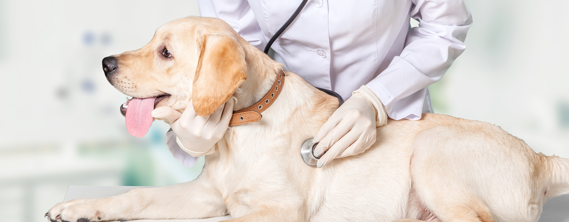 Doctor Examine the Dog