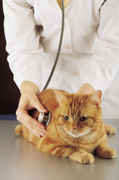 A Doctor Examining Cat