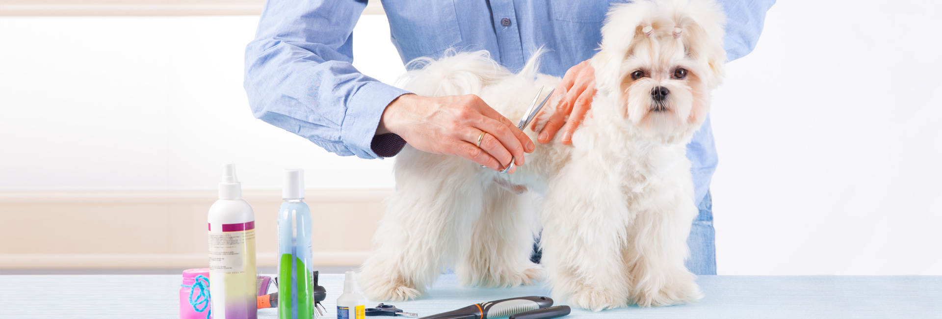 A Man Grooming a Dog